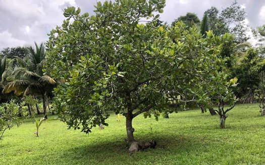 100 Acres in Western Belize with Creeks| Ponds and Fruit Trees Cayo