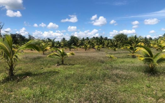 5 Acre Farm In Belmopan Belize