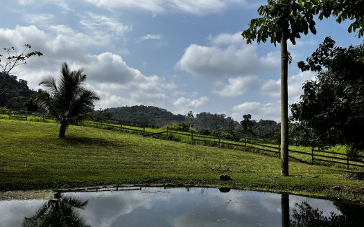 81 acre of farm, pastures, jungle, hills with natural spring
