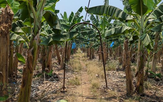 1200-Acre Income Producing Banana Farm In Southern Belize Toledo